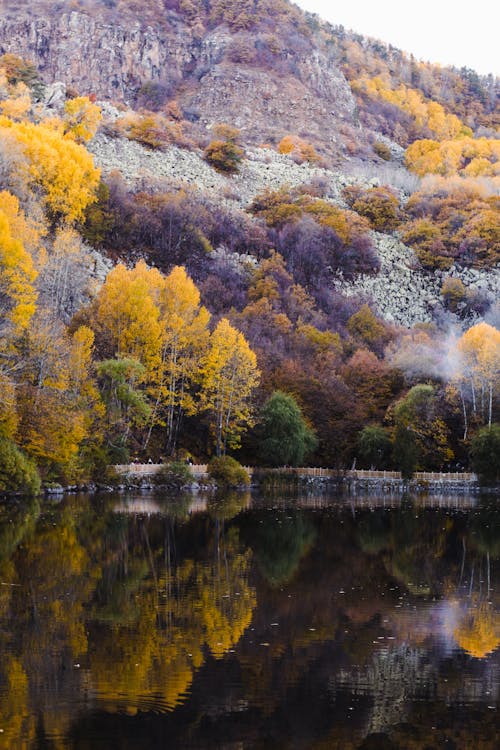 Foto profissional grátis de árvores, declínio, lago