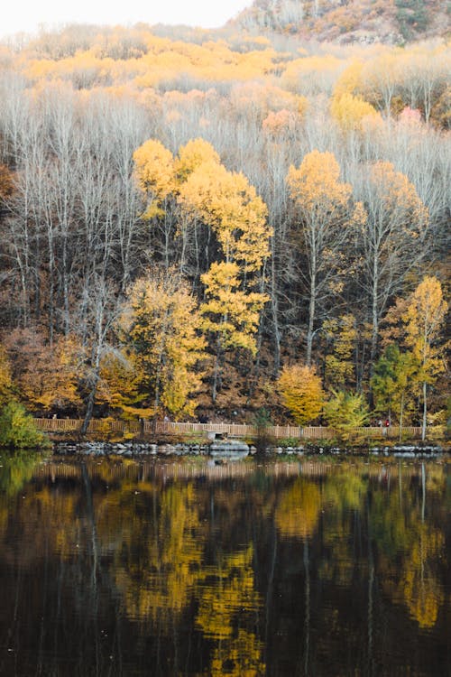 Foto profissional grátis de árvores, declínio, lago