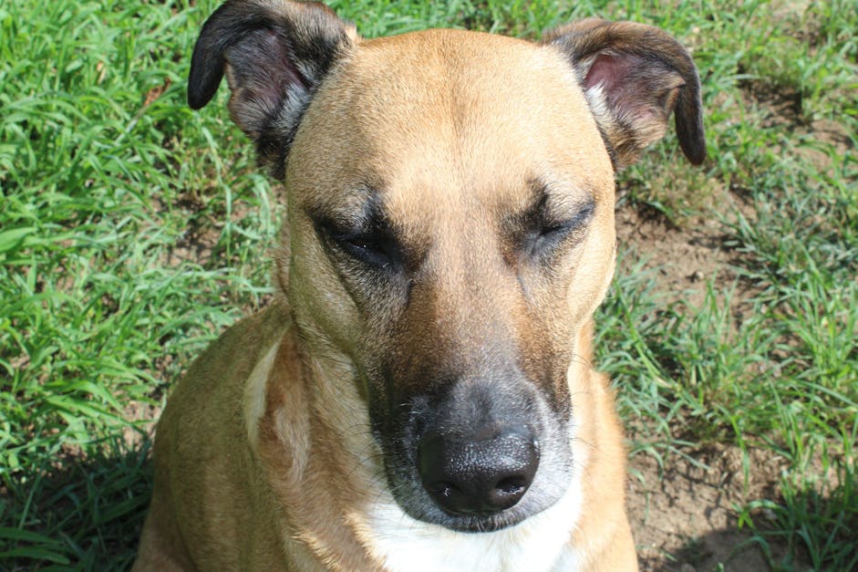 Free stock photo of brown, dog, dog head