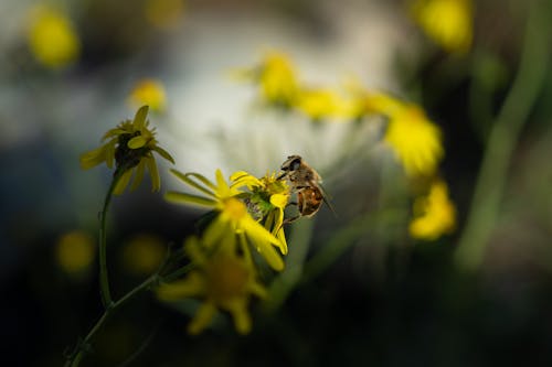 Ilmainen kuvapankkikuva tunnisteilla hyönteinen, keltainen kukka, kyyhöttävä