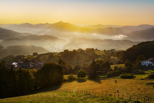 Photos gratuites de arbres verts, brouillard, coucher de soleil