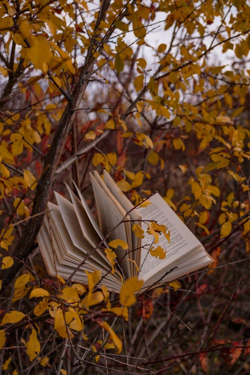Základová fotografie zdarma na téma kniha, podzimní listí, strany