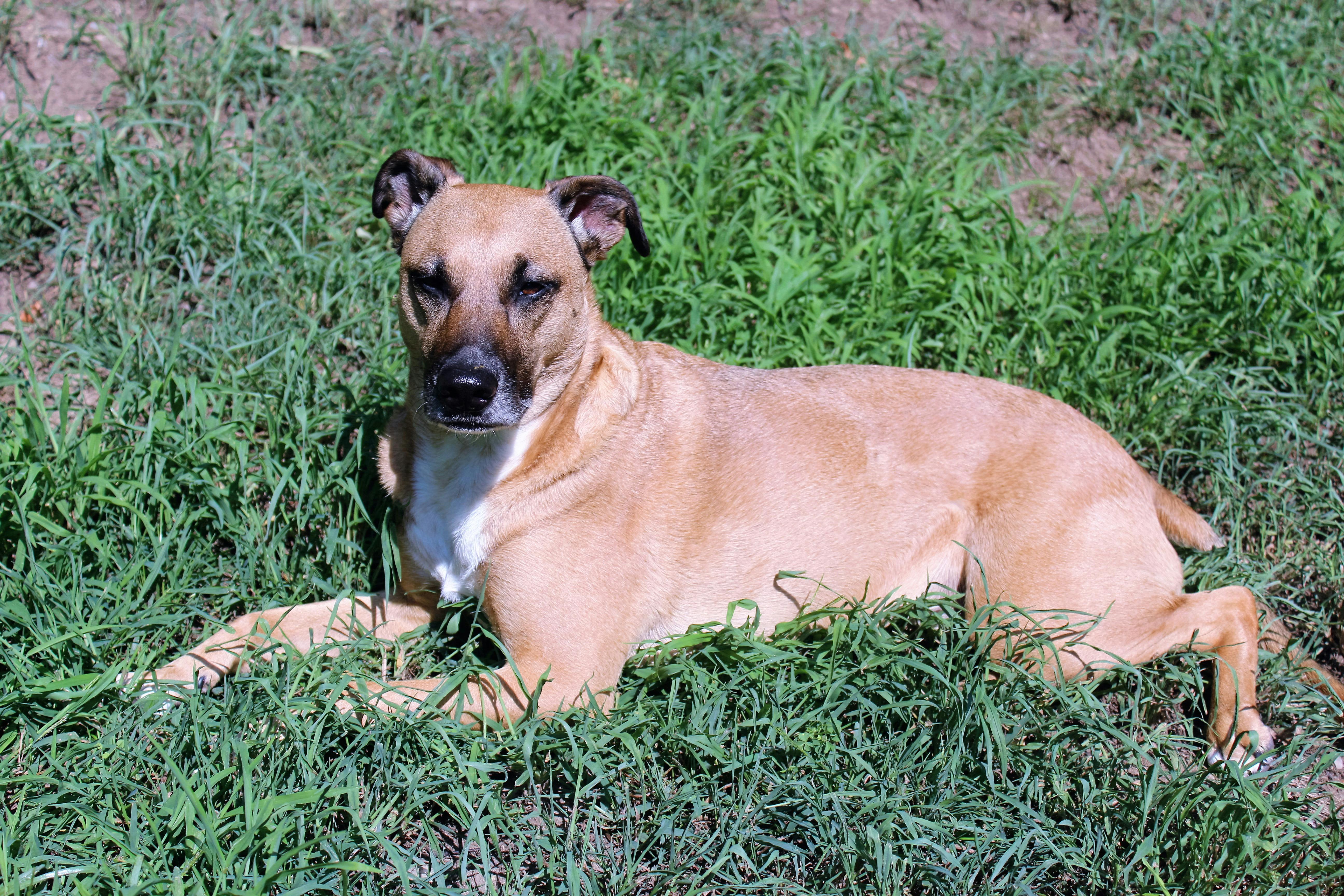 Free stock photo of black, black mouth cur, brown