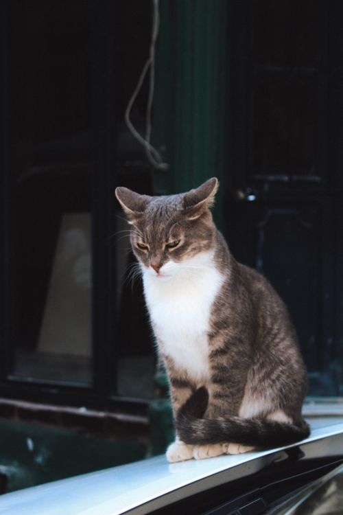 Free A close-up of a tabby cat sitting on a ledge in İstanbul, Turkey, displaying its furry coat. Stock Photo