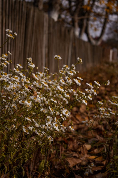 Chamomile Flowers Beside a Wooden Fence
