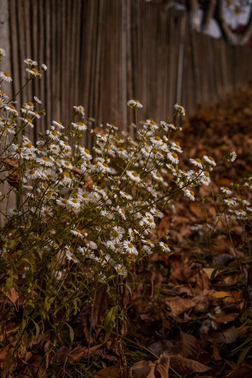 Chamomile Flowers Along a Wooden Fence 