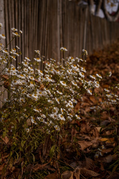 Foto d'estoc gratuïta de camamilla, caure, flors