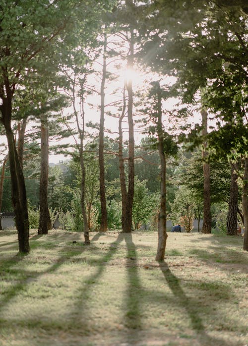 Бесплатное стоковое фото с вертикальный выстрел, деревья, лес