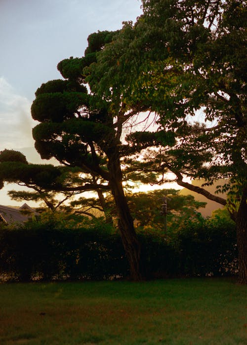 Trees on a Grassy Field