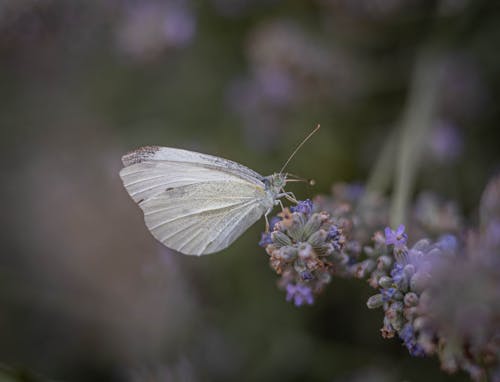 Close-Up Shot of a Butterfly on a Lavender