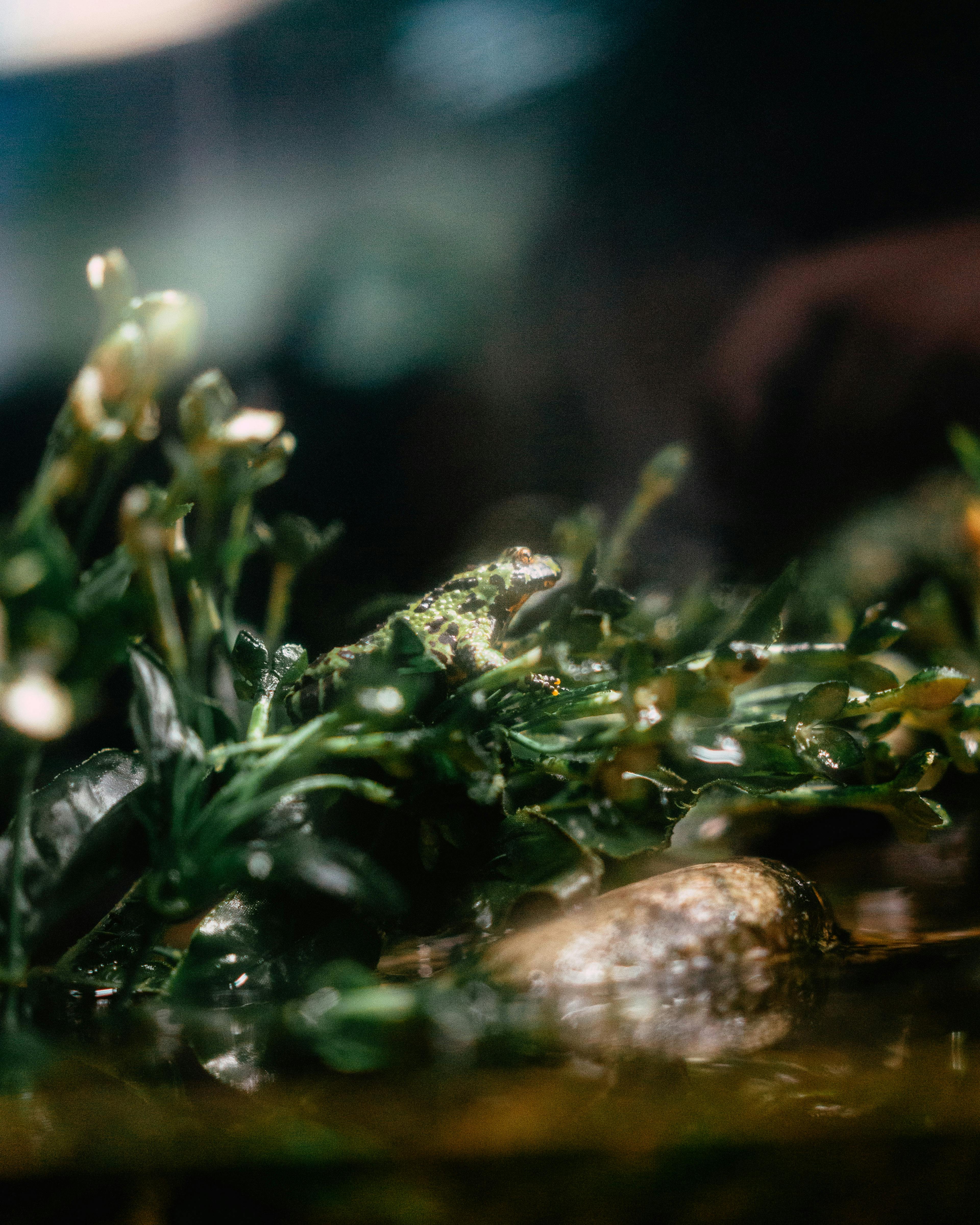 Why do plants grow better with rain water?