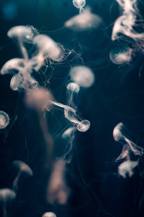 Darmowe zdjęcie z galerii z dzika przyroda, meduza, morski