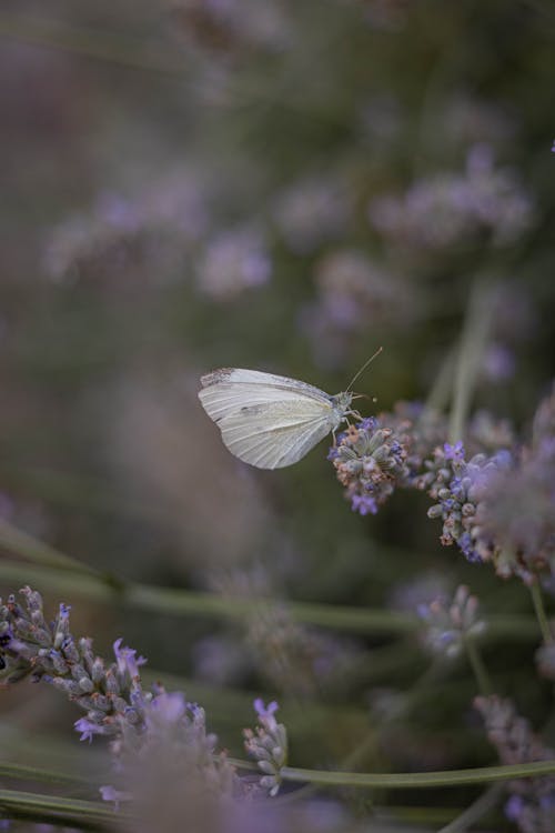 Close-Up Shot of a Butterfly on a Lavender