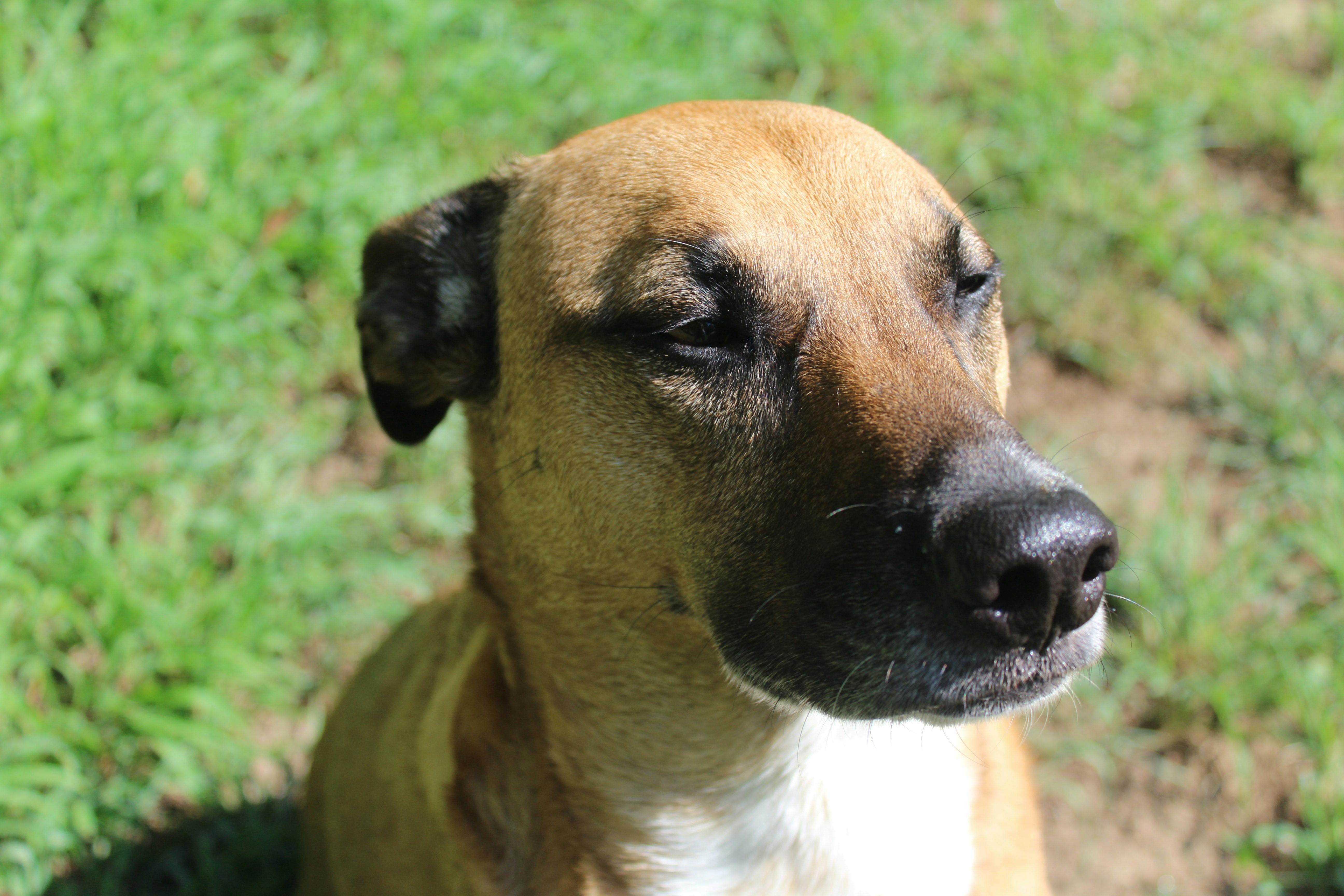 Free stock photo of dog, dog head, rescue dog