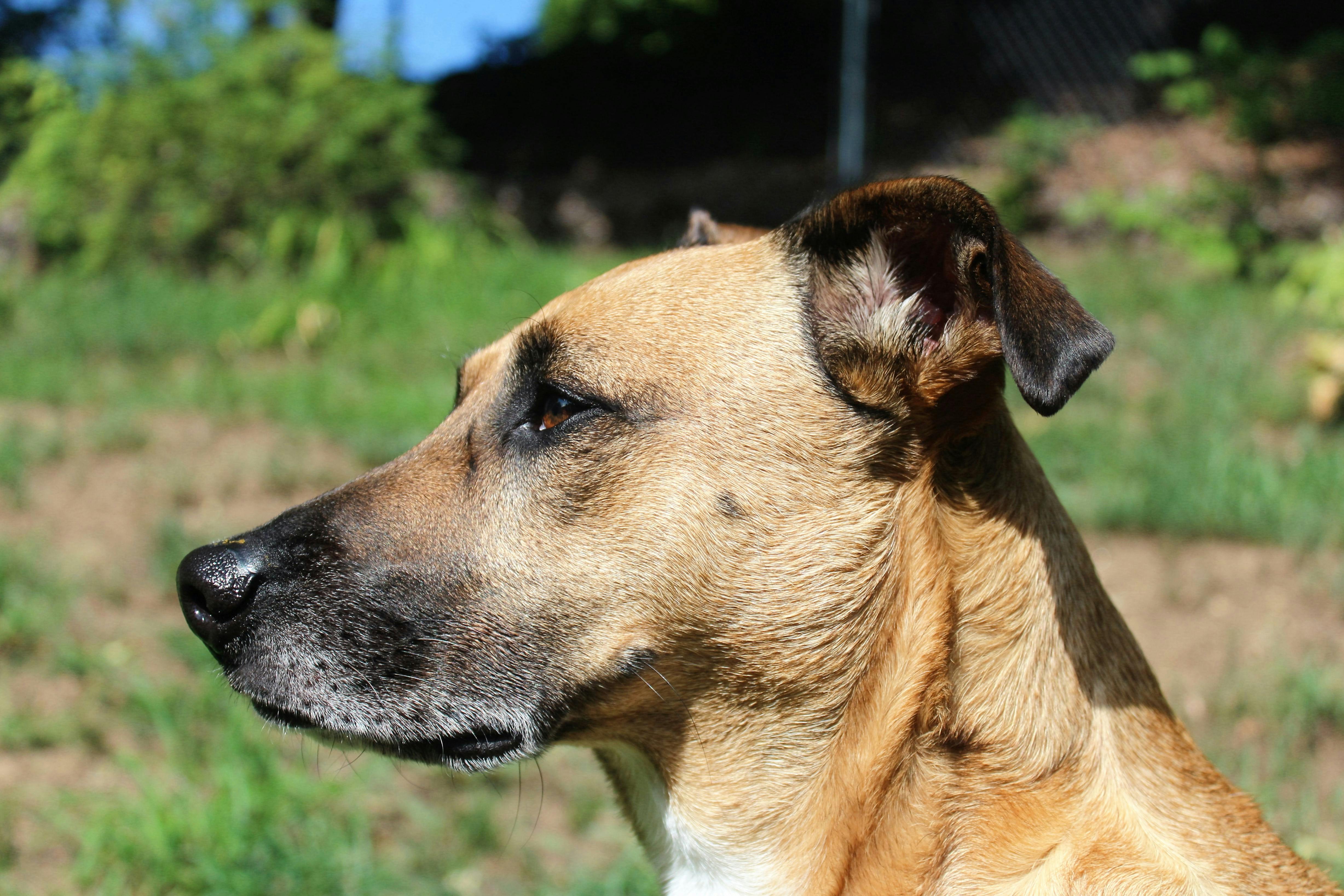 Free stock photo of brown dog, dog, dog head