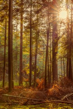 Sunlight filters through tall pines in an autumn forest, creating a serene and warm atmosphere.