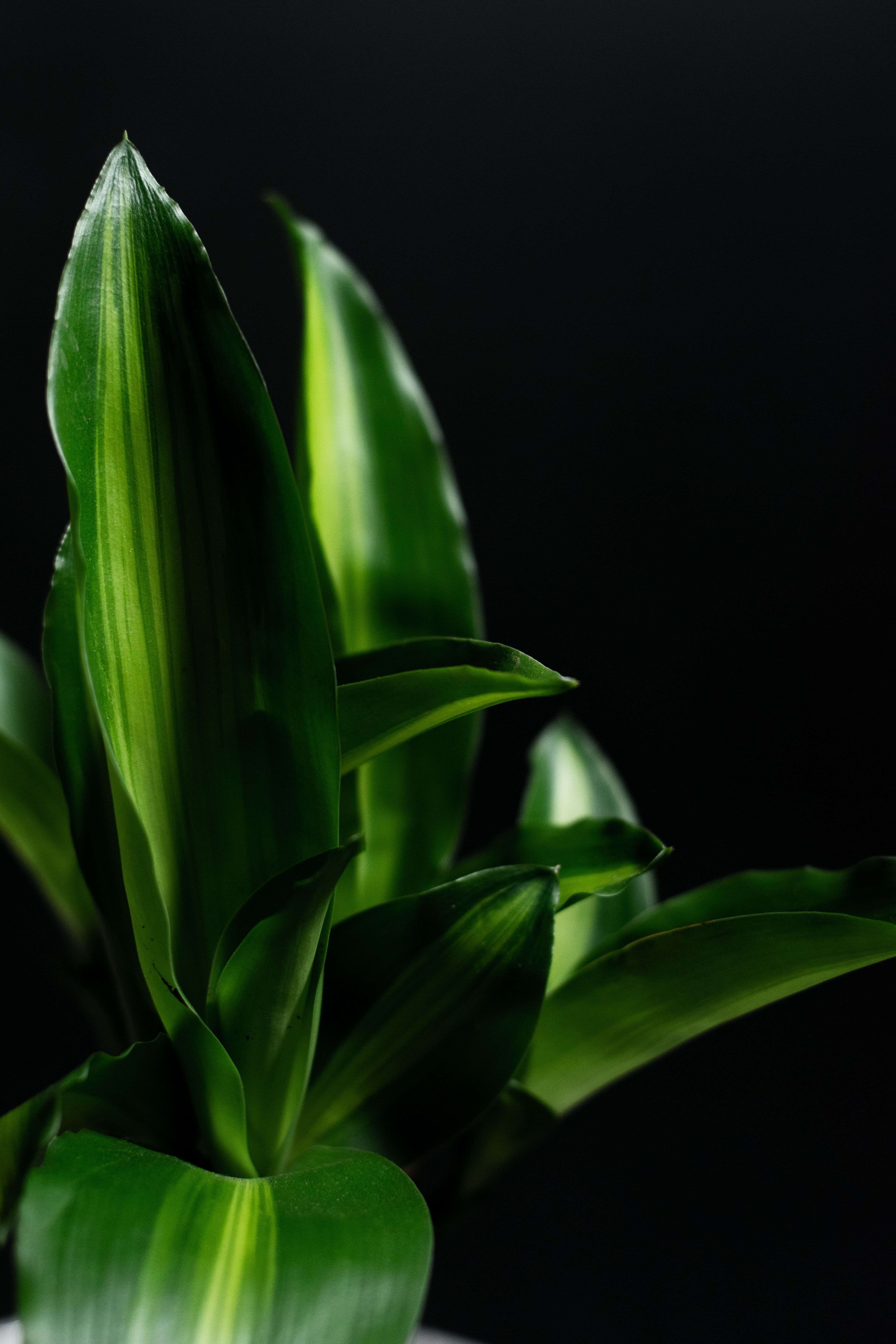 Plants with Dark Green Leaves · Free Stock Photo