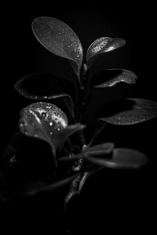 Free Black and white close-up of wet peperomia leaves showcasing texture and detail. Stock Photo