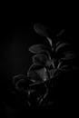 Black and White Photo of a Plant