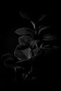 Plant in Grayscale Photography