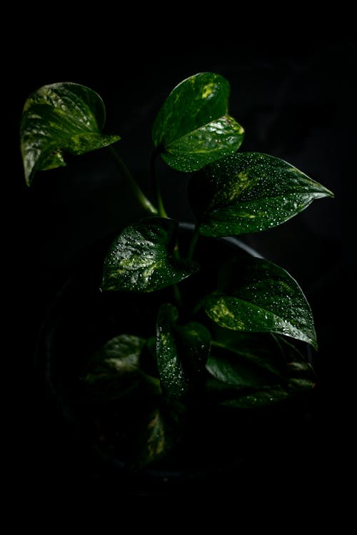Foto profissional grátis de araceae, folhas verdes, fundo 4k