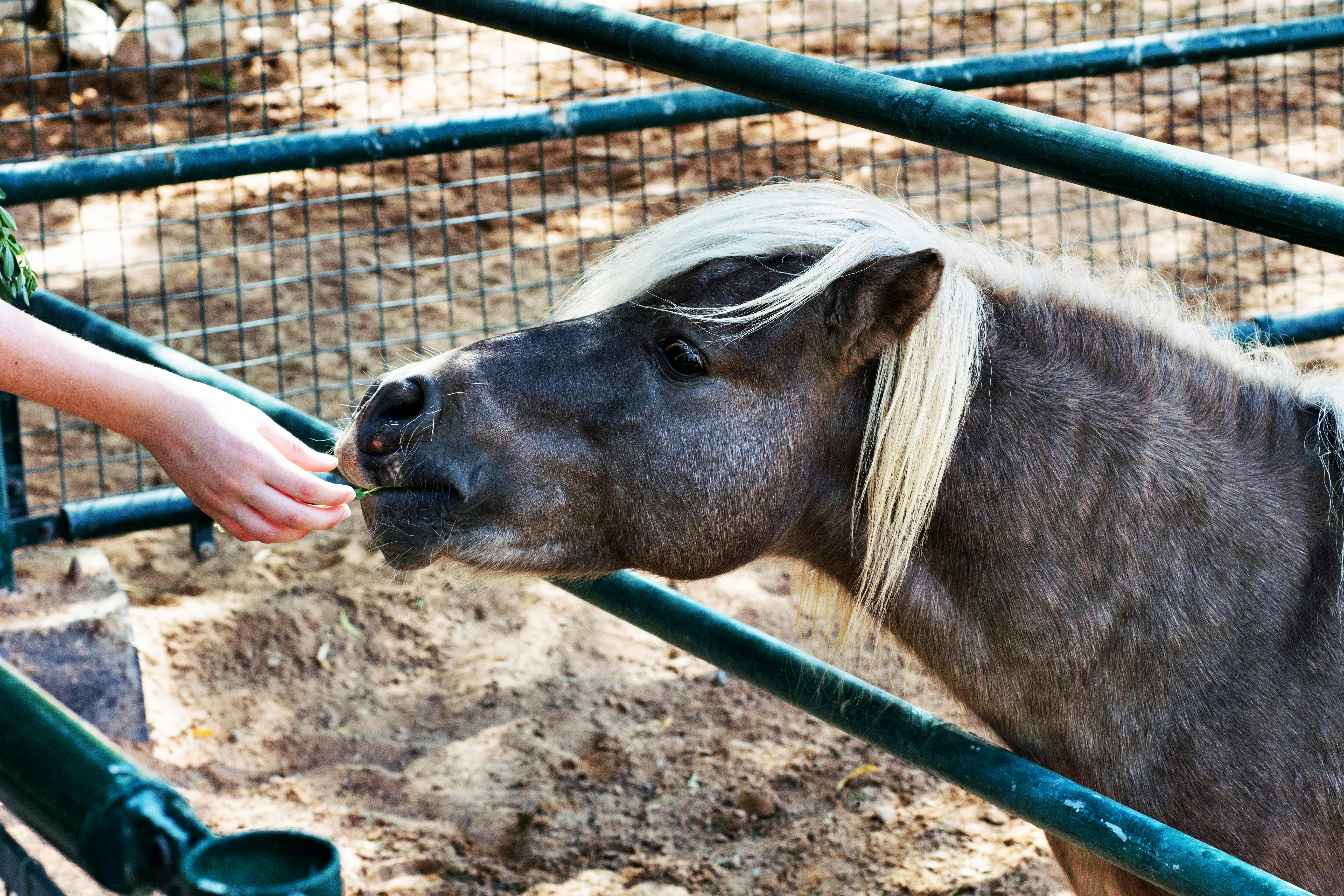 person feeding a pony