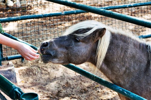 Fotos de stock gratuitas de alimentación, animal de granja, caballo