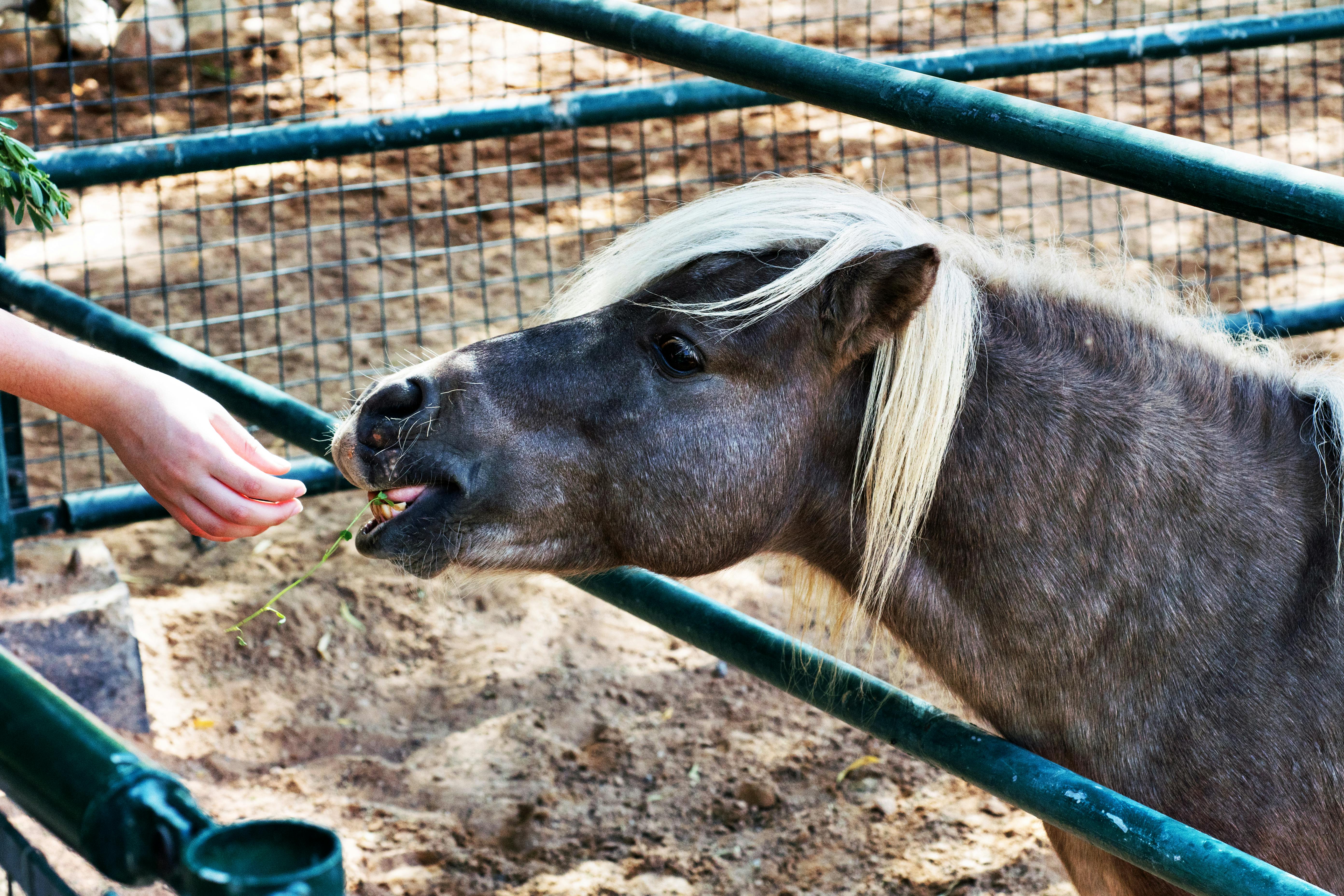 a person feeding a horse