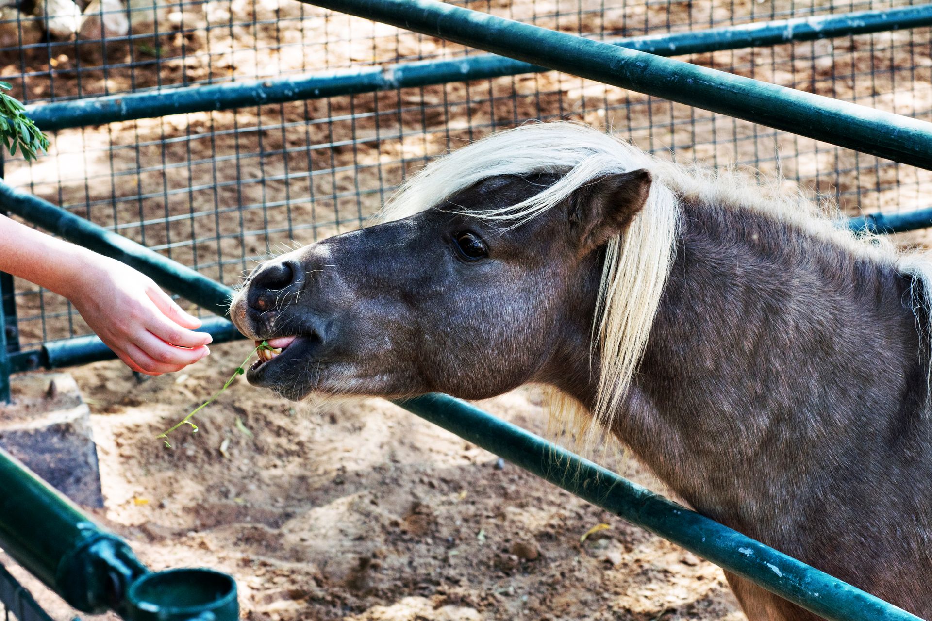 A Person Feeding a Horse