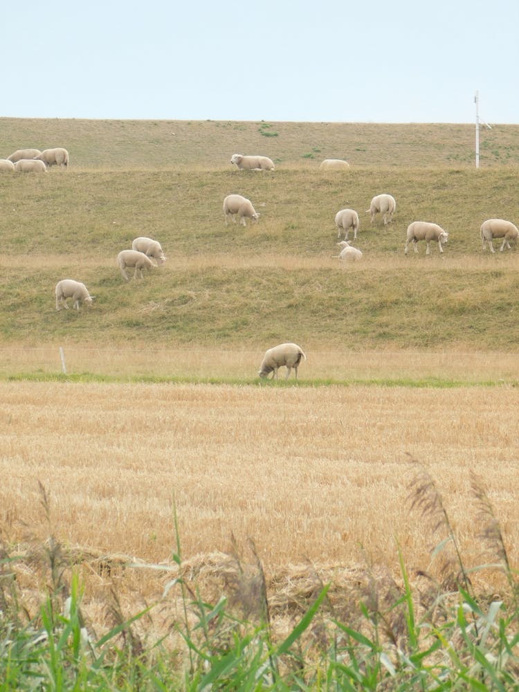 Herd Of Sheep In The Field