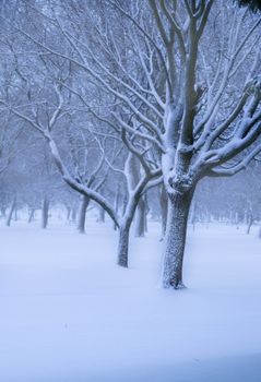 A tranquil winter scene with bare, snow-laden trees in a serene setting, capturing the peaceful essence of a snowy day.