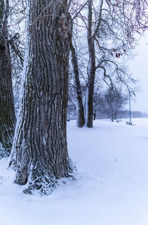 Gratis lagerfoto af bare træer, bladløse, koldt vejr