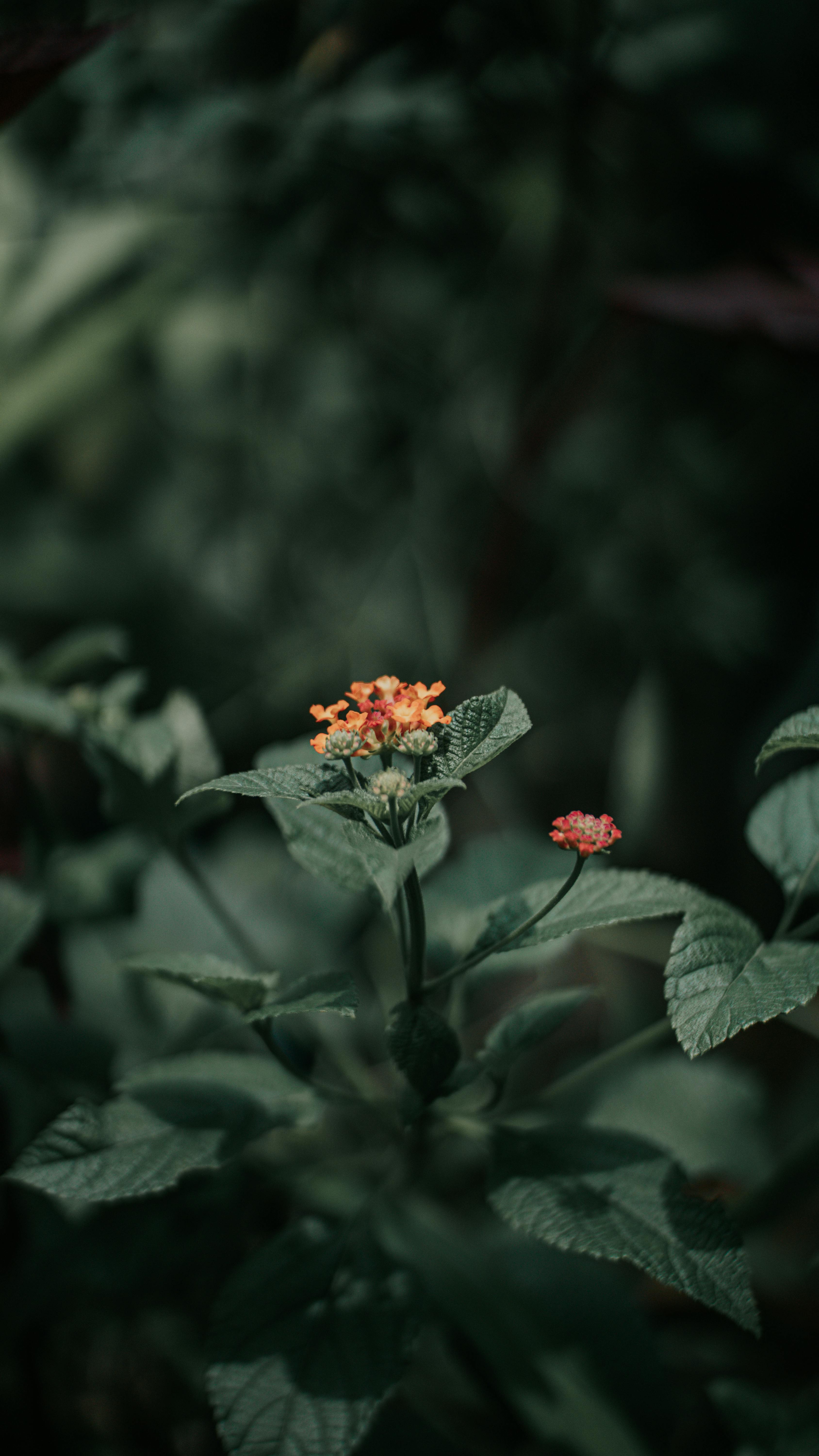 Flower Bearing Plant in Closeup Shot · Free Stock Photo
