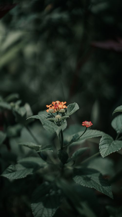 Free Beautiful lantana camara flowers with dark green leaves in a natural garden setting. Stock Photo