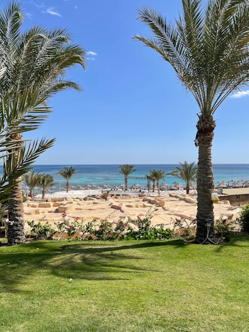 Palm Trees on the Seaside