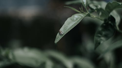 Ingyenes stockfotó háttér tapéta, légy, sötét témában