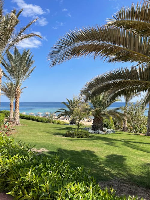 Palm Trees on a Grassy Field