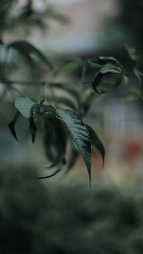 Green Leaves in Close-up Photography