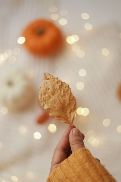 Free A hand in a sweater holds a dry autumn leaf with bokeh lights in background. Stock Photo