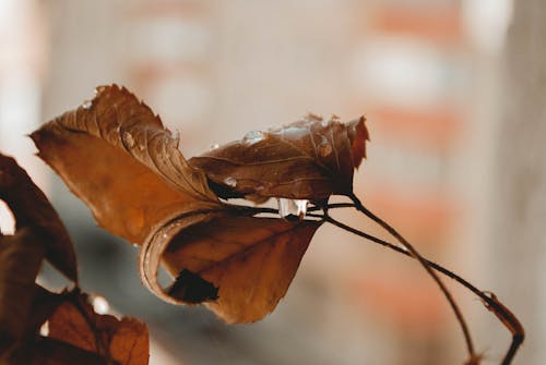 乾燥した葉のセレクティブフォーカス写真