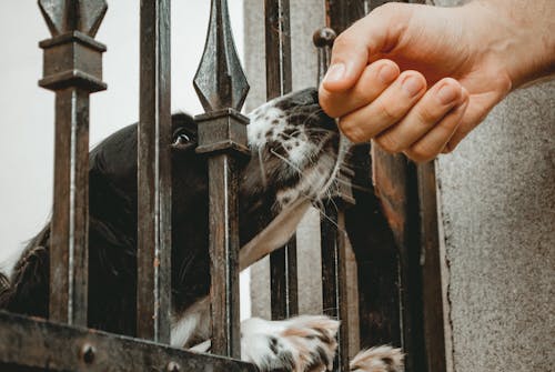 Dog Inside Wrought Iron Gate Smelling Person's Hand Close-up Photo