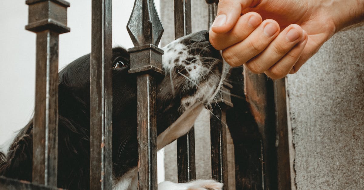 Dog Inside Wrought Iron Gate Smelling Person's Hand Close-up Photo