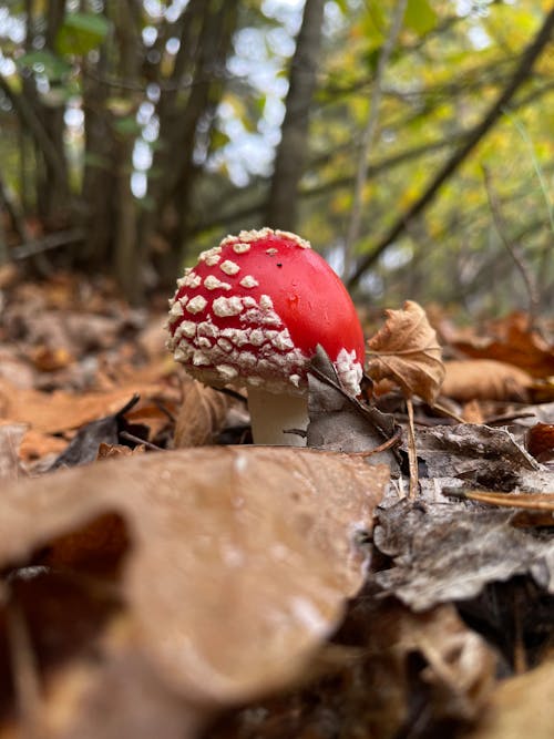 Free stock photo of amanita muscaria, fly agaric, forest