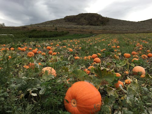 Immagine gratuita di patch di zucca, zucche