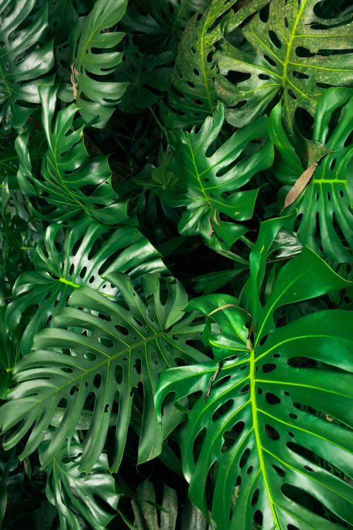 Free Close-up of lush green Monstera leaves showcasing natural patterns and textures in a garden setting. Stock Photo