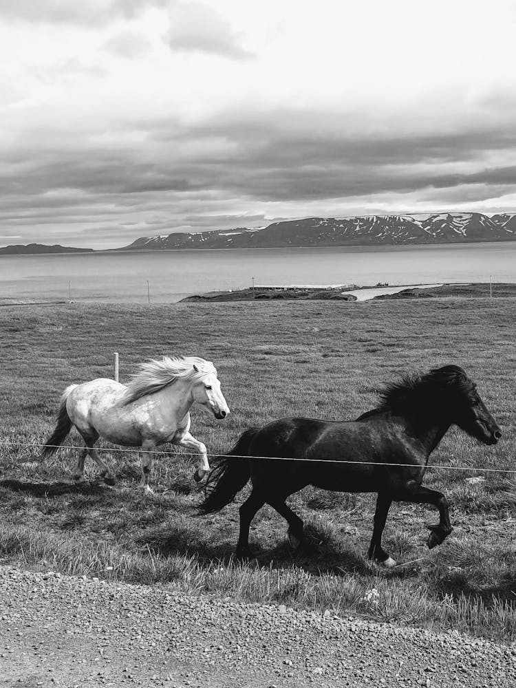 Black And White Photo Of Horses Running In The Field