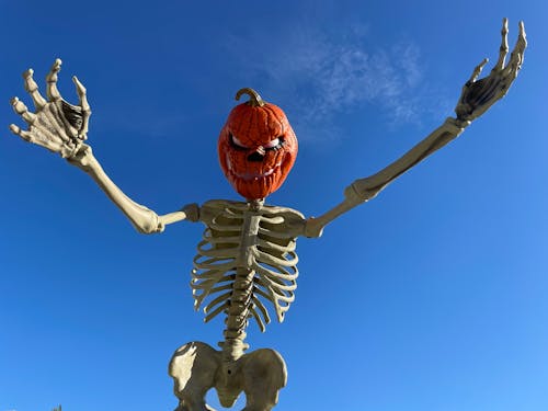 Immagine gratuita di scheletro, zucca, zucca di halloween