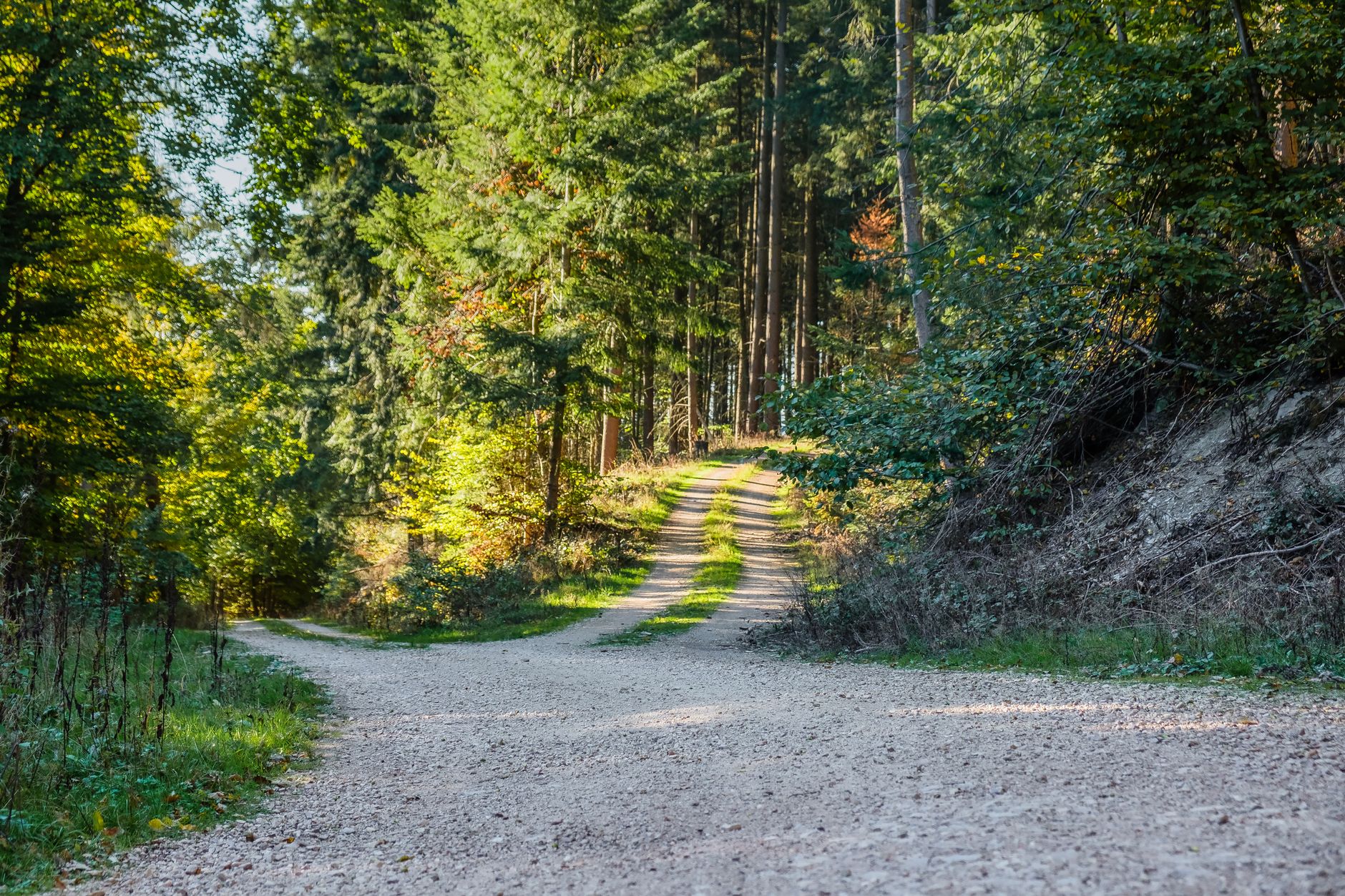 A peaceful forest path winding through sunlit trees, ideal for nature lovers.