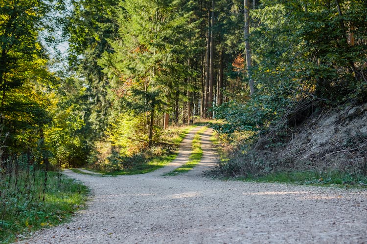 A Pathway In The Middle Of The Forest