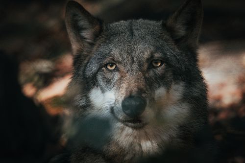Free Striking close-up of a wolf in a forest setting, showcasing its piercing gaze and natural habitat. Stock Photo